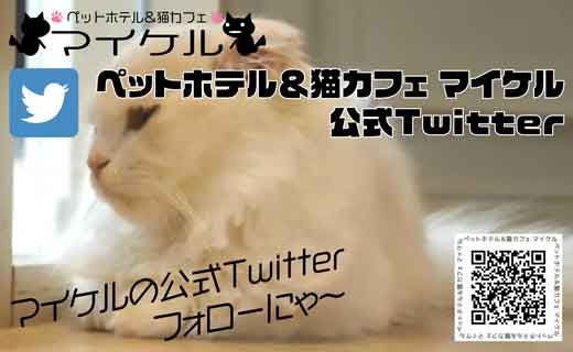 徳島県板野郡の保護猫カフェ ペットホテル マイケル